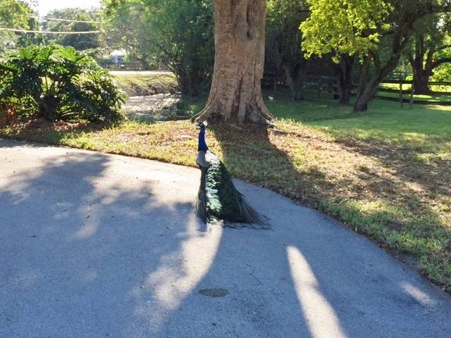 Photo of Peacock in driveway